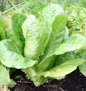 LT470 Lettuce Romaine Parris Island